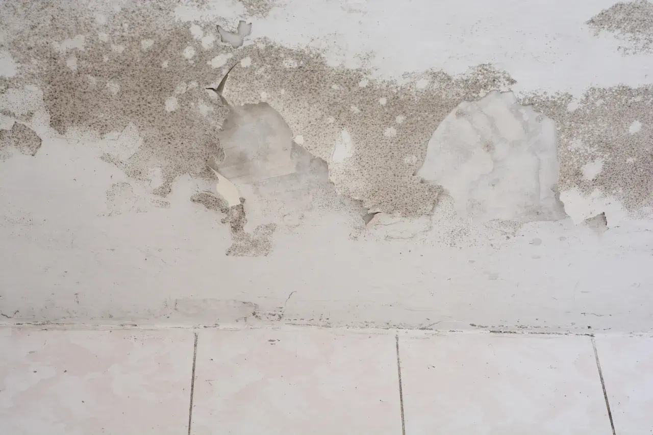 Schimmel und abblätternde Farbe an einer feuchten Kellerwand. Was tun gegen den Schimmelbefall?