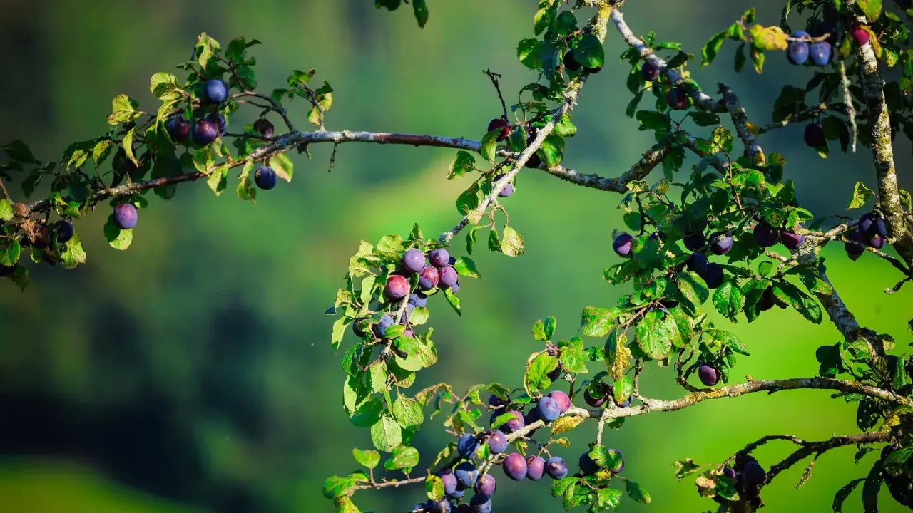 Reife Pflaumen hängen an einem Ast. Ein **Pflaumenbaum aus Kern ziehen** ist eine schöne Idee für den Garten.