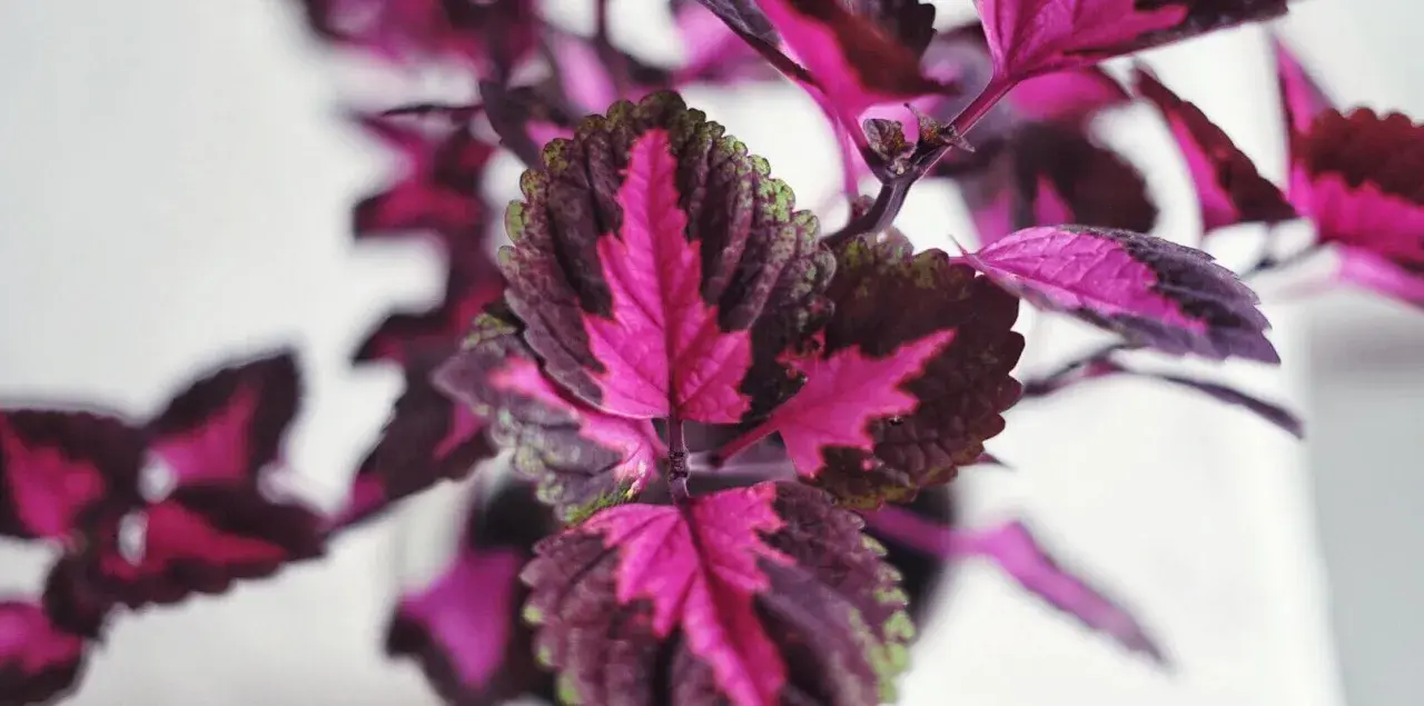 Närbild på ett palettblad utomhus med sina karaktäristiska rosa, lila och gröna blad.