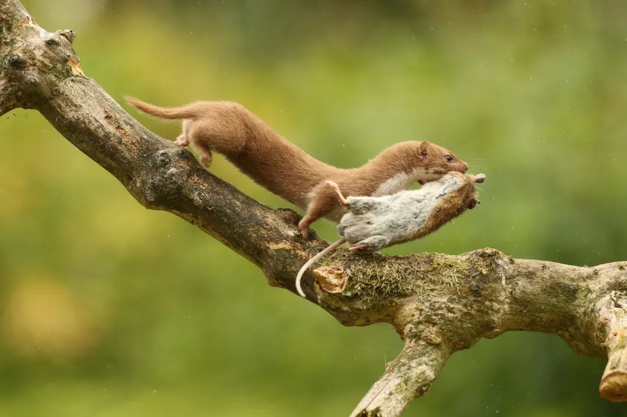 Ein Wiesel klettert mit einer Maus im Maul über einen moosbewachsenen Ast.