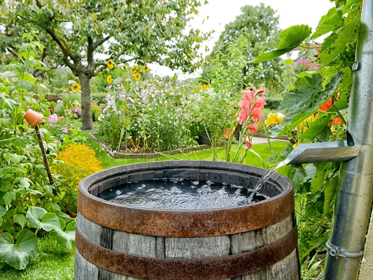 Regenwasser sammeln verboten Deutschland? Nicht in diesem blühenden Garten! Ein Holzfass fängt das Nass aus der Rinne auf.