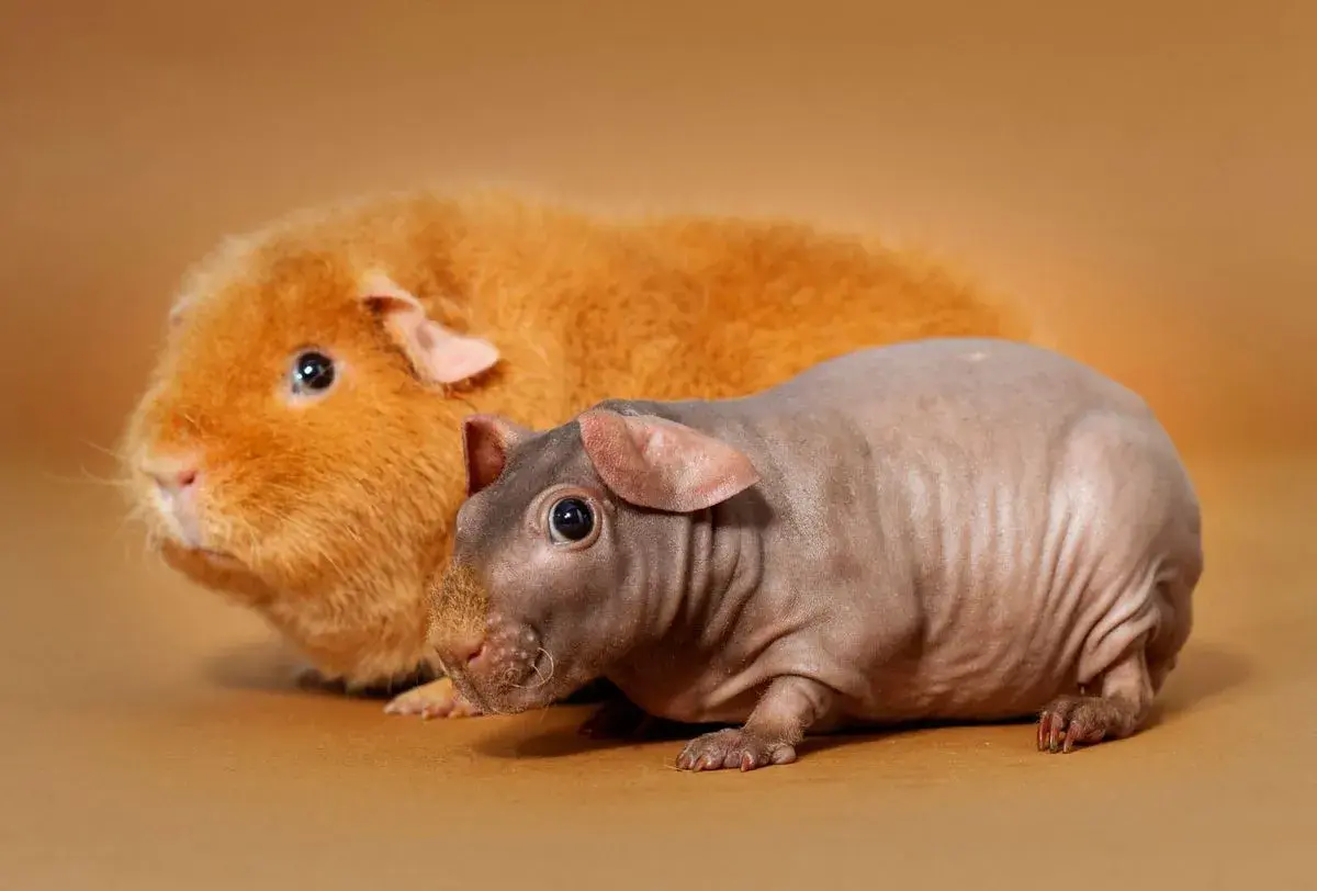 Dos cobayas, una peluda naranja y otra sin pelo gris, posan juntas. ¿Cuánto vive una cobaya? ¡Muchos años de compañía!