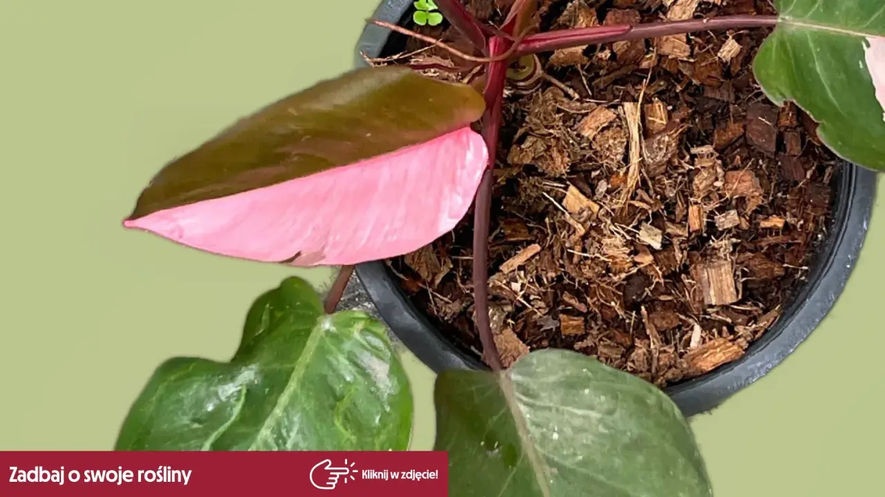 Philodendron Pink Princess z różowymi akcentami na liściach, rosnący w korze.