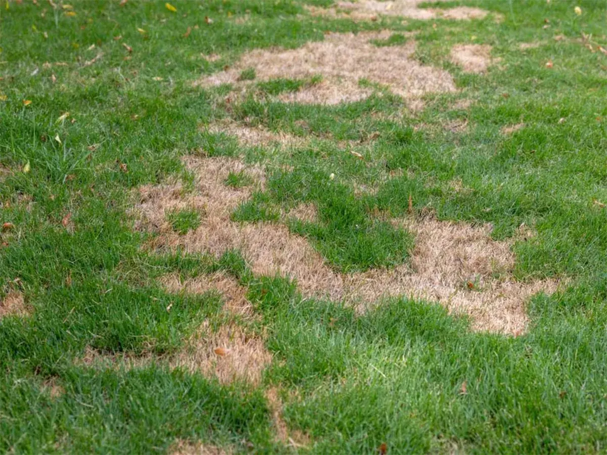 Manchas de césped quemado salpican el verde vibrante, indicando sequía o daño.