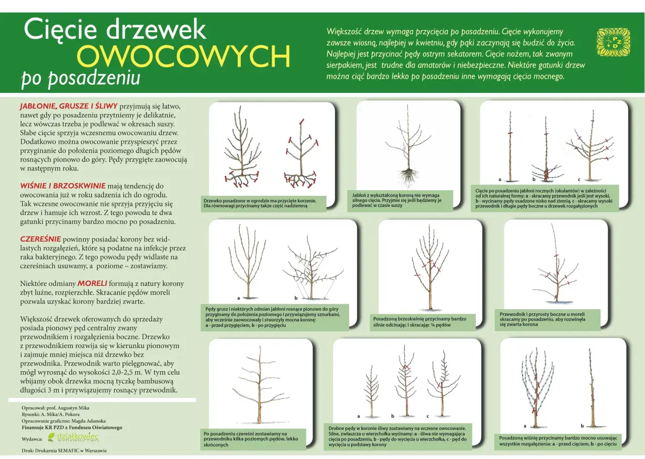 Kiedy można wycinać drzewa? - Porady i informacje