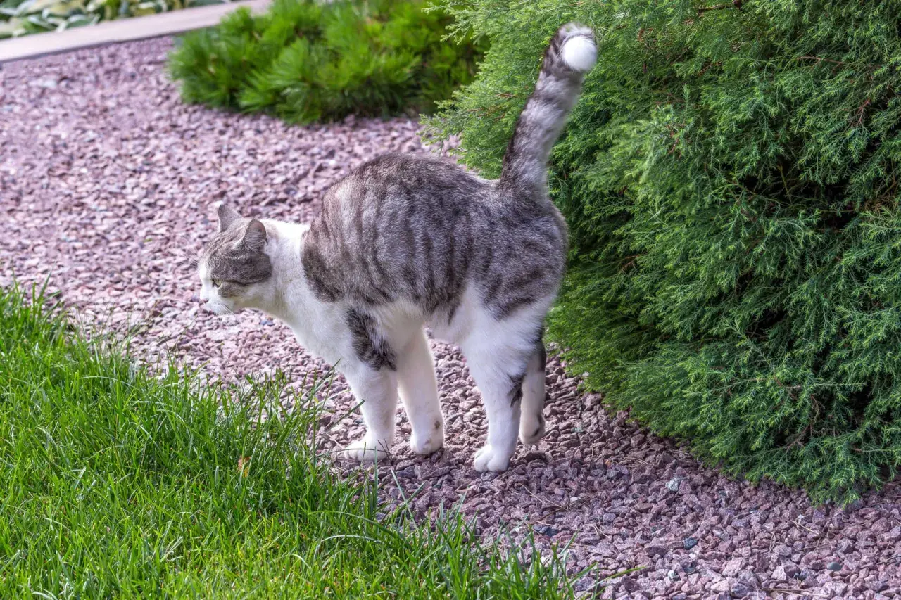 Graue Katze mit weißen Flecken steht im Garten, der Schwanz ist erhoben, als ob die katze markiert.