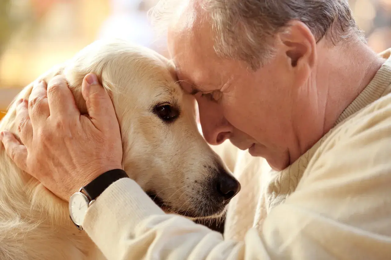 An elderly man gently strokes his golden retriever's head. They share a tender moment, a reminder of how long do dogs live and the precious time we have with them.