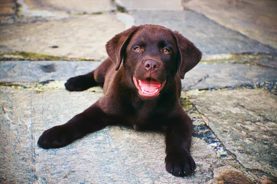 Czy labrador uczula? Odkryj, co musisz wiedzieć przed zakupem psa