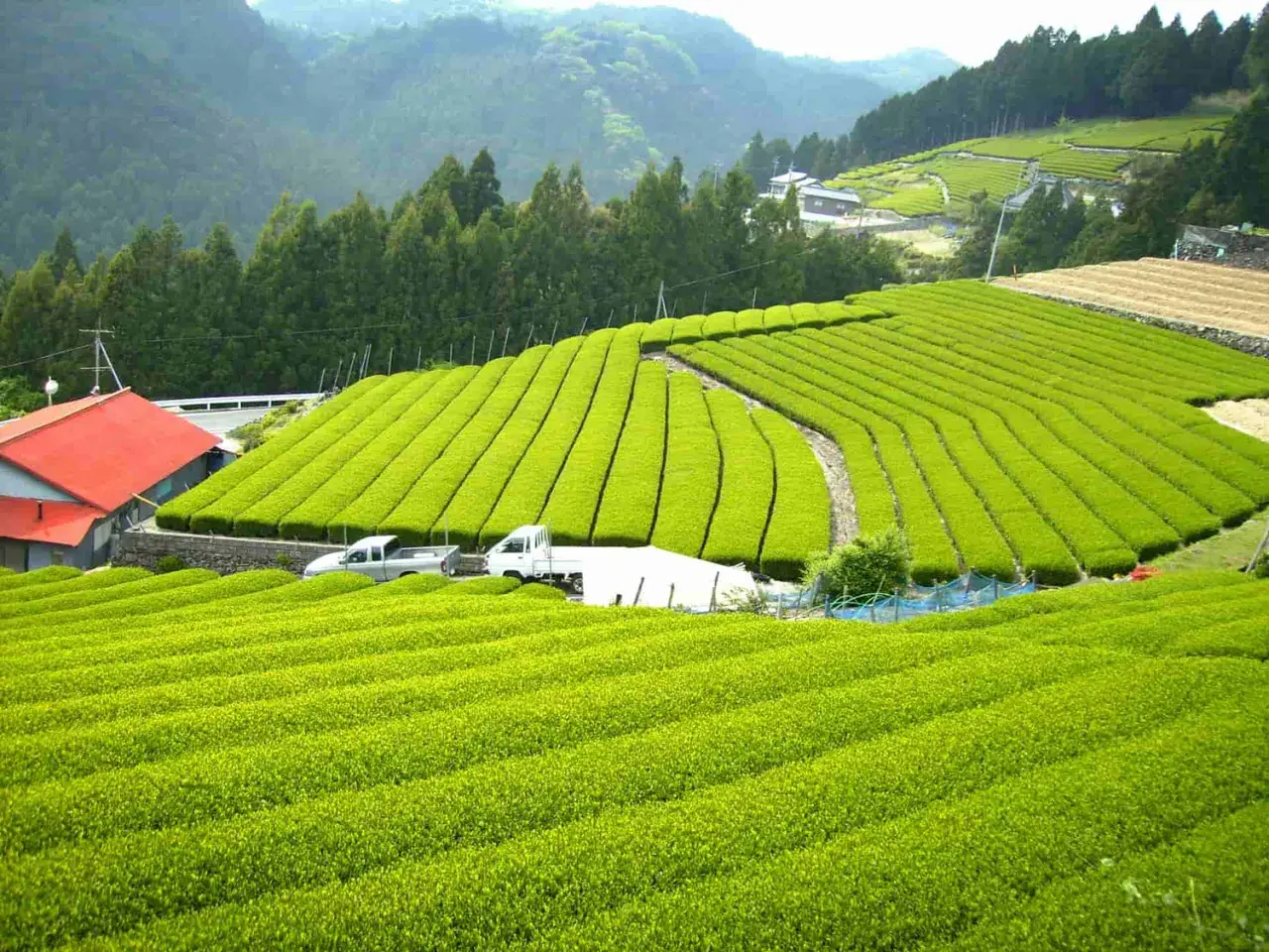 Grüne Teeplantagen in Japan, woher kommt matcha. Sanfte Hügel, perfekt geschnittene Teefelder und ein rotes Haus.