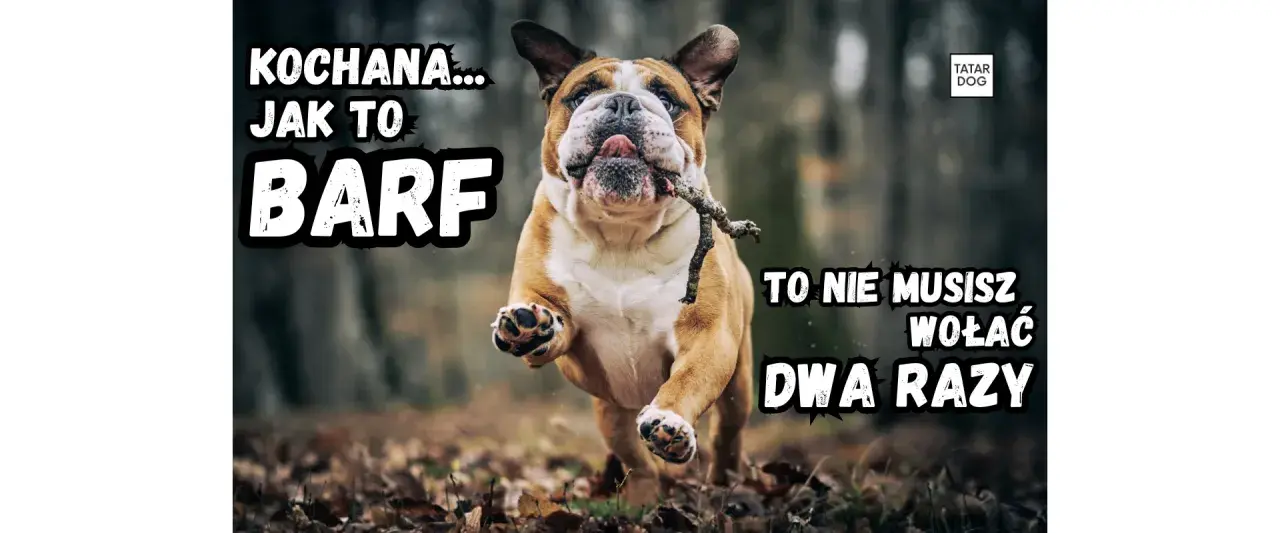 Buldog biegnie z patykiem w pysku, z tekstem "KOCHANA... JAK TO BARF TO NIE MUSISZ WOŁAĆ DWA RAZY".