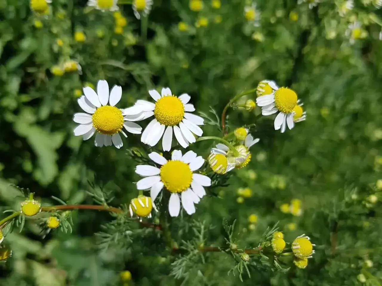 Wilde Kamille blüht mit ihren charakteristischen weißen Blütenblättern und gelben Zentren auf einem grünen Hintergrund.
