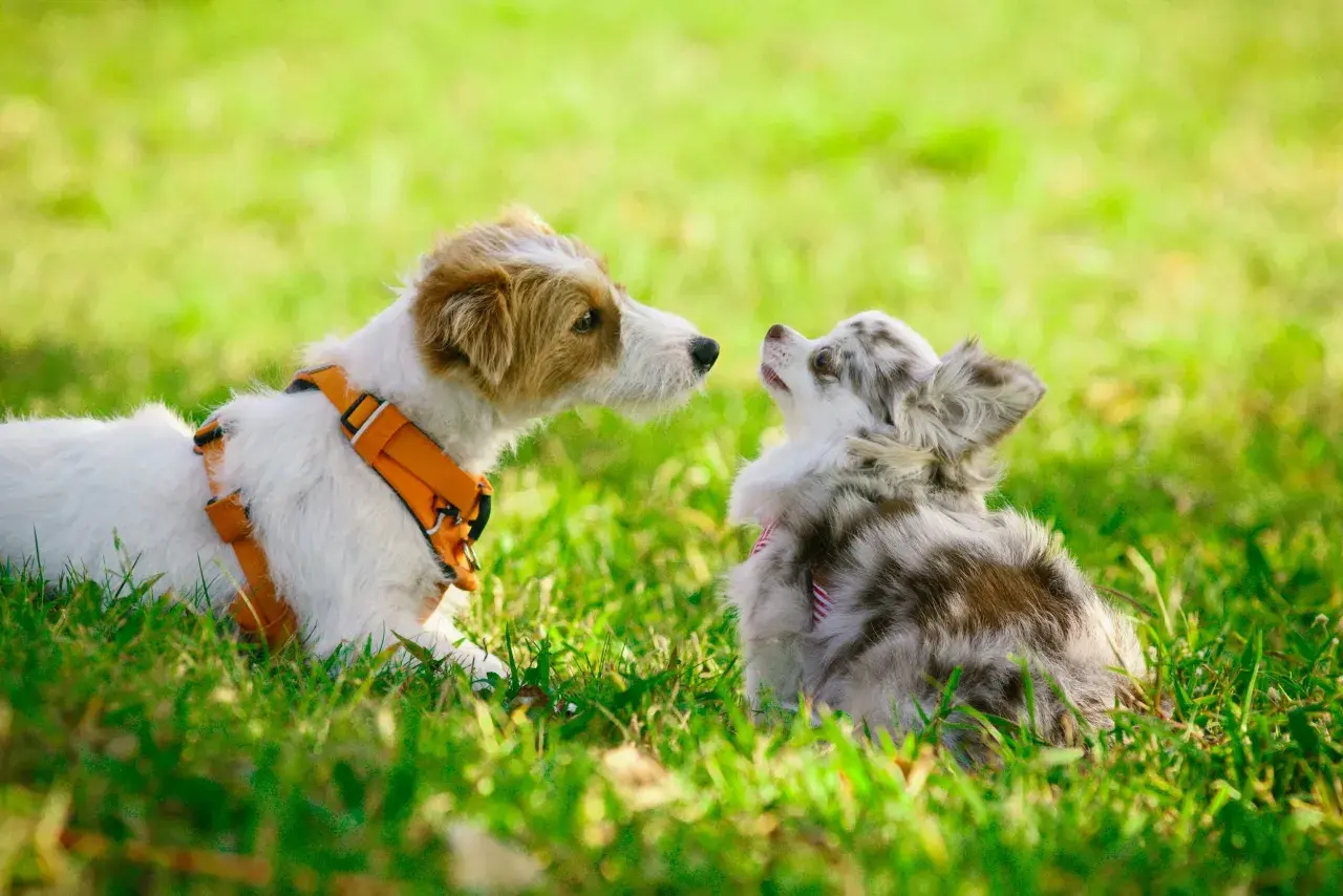 Dos perros, uno grande con arnés naranja y otro pequeño merle, se miran en la hierba. Un ejemplo de como socializar a un perro.