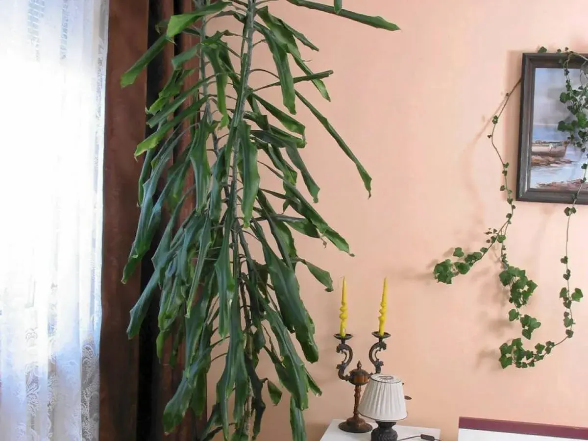 Długa, zwisająca dracena, której kwiaty są trujące, rośnie obok okna. Na ścianie wisi obraz i pnącze.