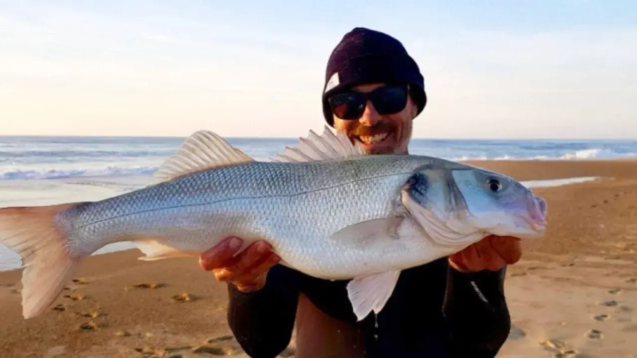 Glücklicher Angler präsentiert stolz seinen Fang: ein schöner Wolfsbarsch, gefangen mit einer speziellen Montage beim Wolfsbarsch angeln.