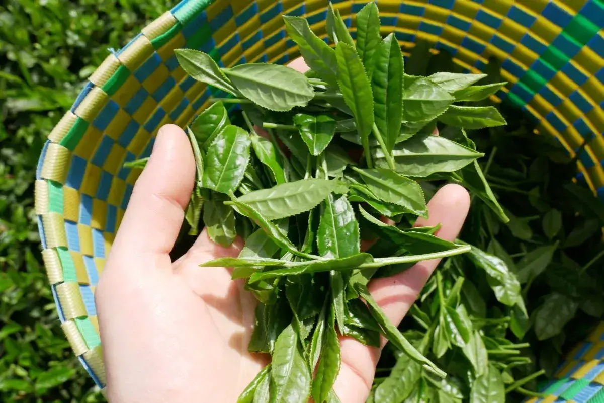 Frische Teeblätter in einer bunten Korbtasche. Sie sind die Grundlage dafür, aus was besteht Matcha: fein gemahlenes Pulver aus diesen Blättern.