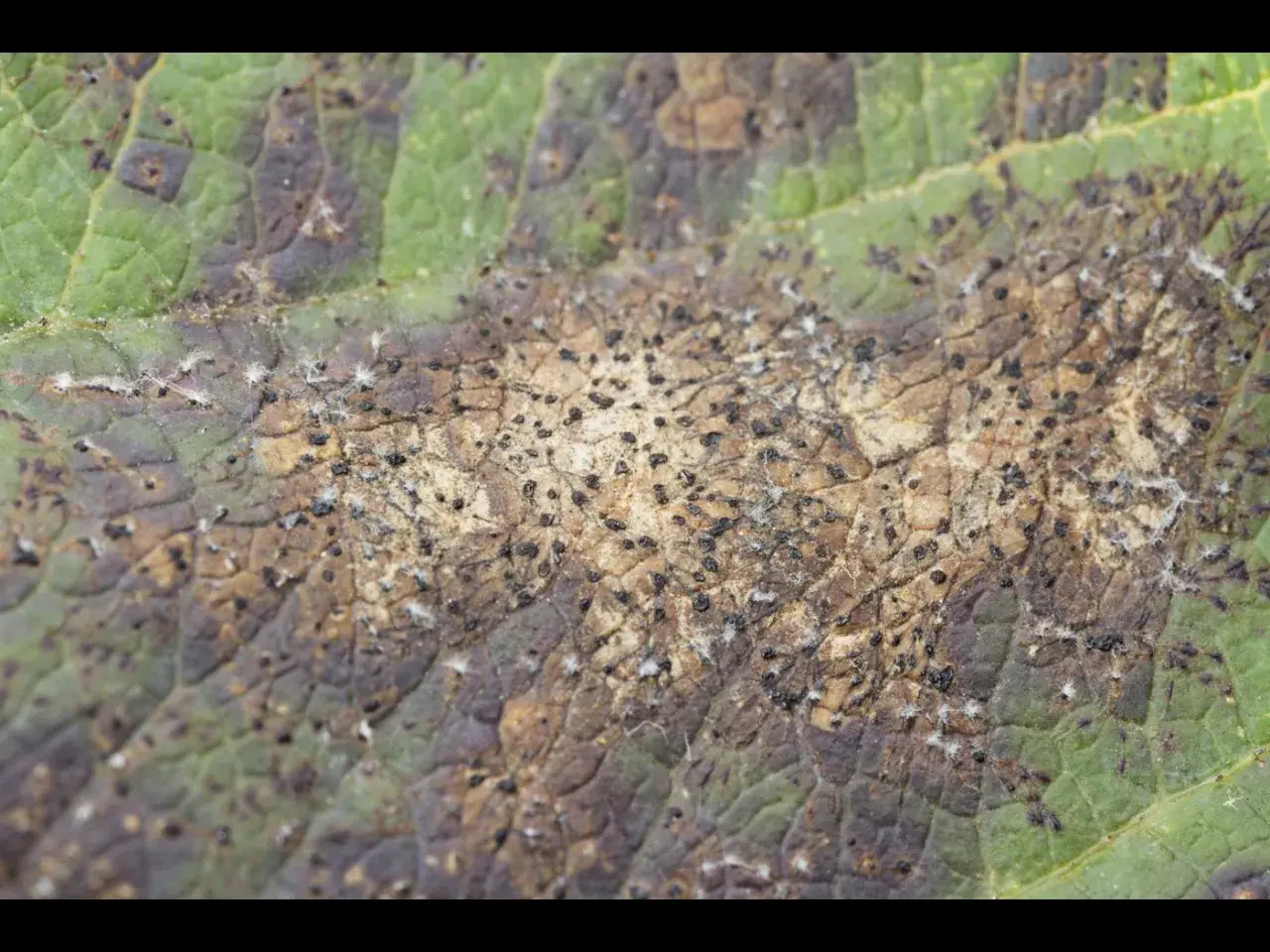 Feuille de pommier atteinte d'une maladie, montrant des taches brunes et de petits points noirs, signes d'un insecte nuisible.