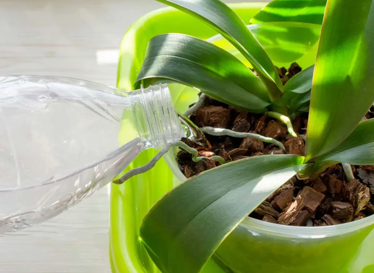 Arrosage d'une orchidée en fleurs. De l'eau est versée d'une bouteille sur les racines aériennes et le substrat d'écorces.