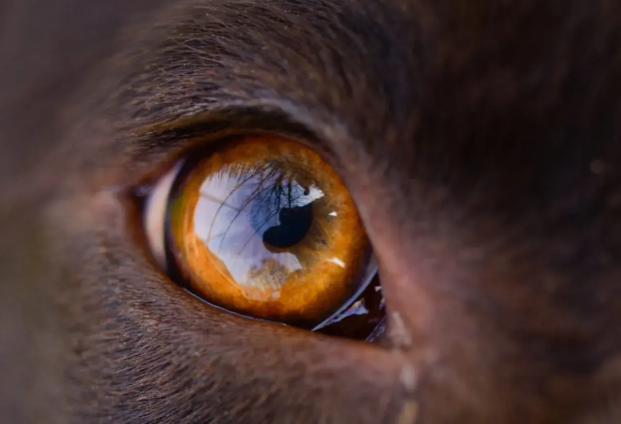Nahaufnahme eines braunen Hundeauges, das mit einem Ausdruck von leichter Verärgerung verdreht ist.