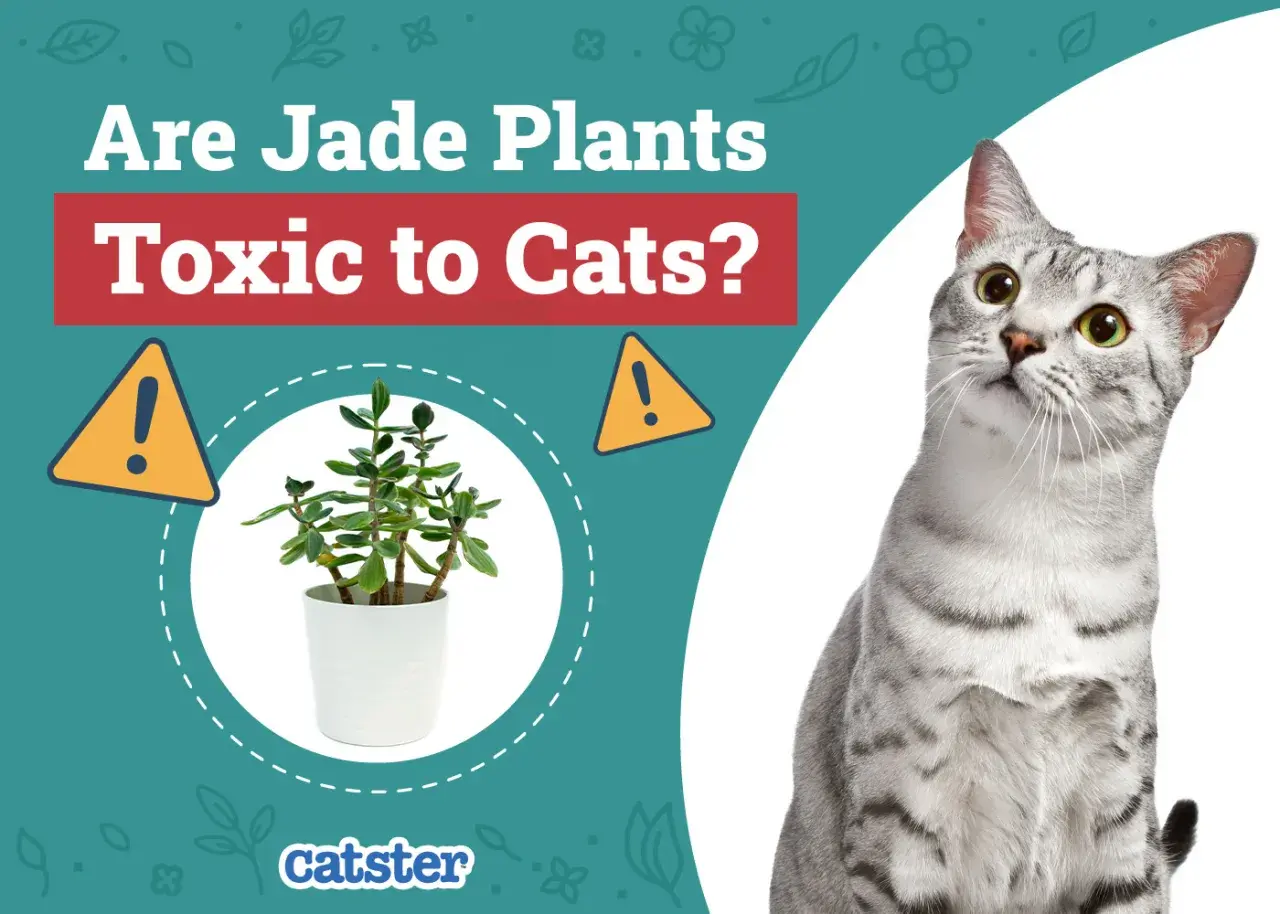 A curious cat looks up at a jade plant, prompting the question: are jade plants toxic to cats?