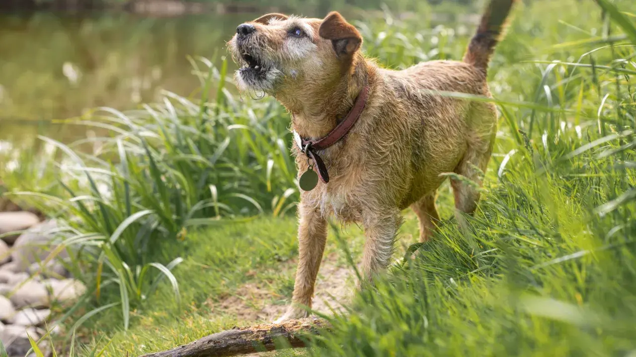 Perro terrier marrón ladrando en la hierba alta junto a un arroyo. Parece que mi perro ladra cuando se queda solo, ¡incluso en la naturaleza!