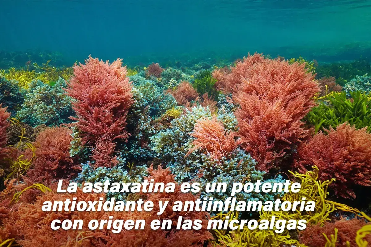 Un lecho marino vibrante con algas rojas y verdes. La astaxantina, un potente antioxidante, se encuentra en estas microalgas.