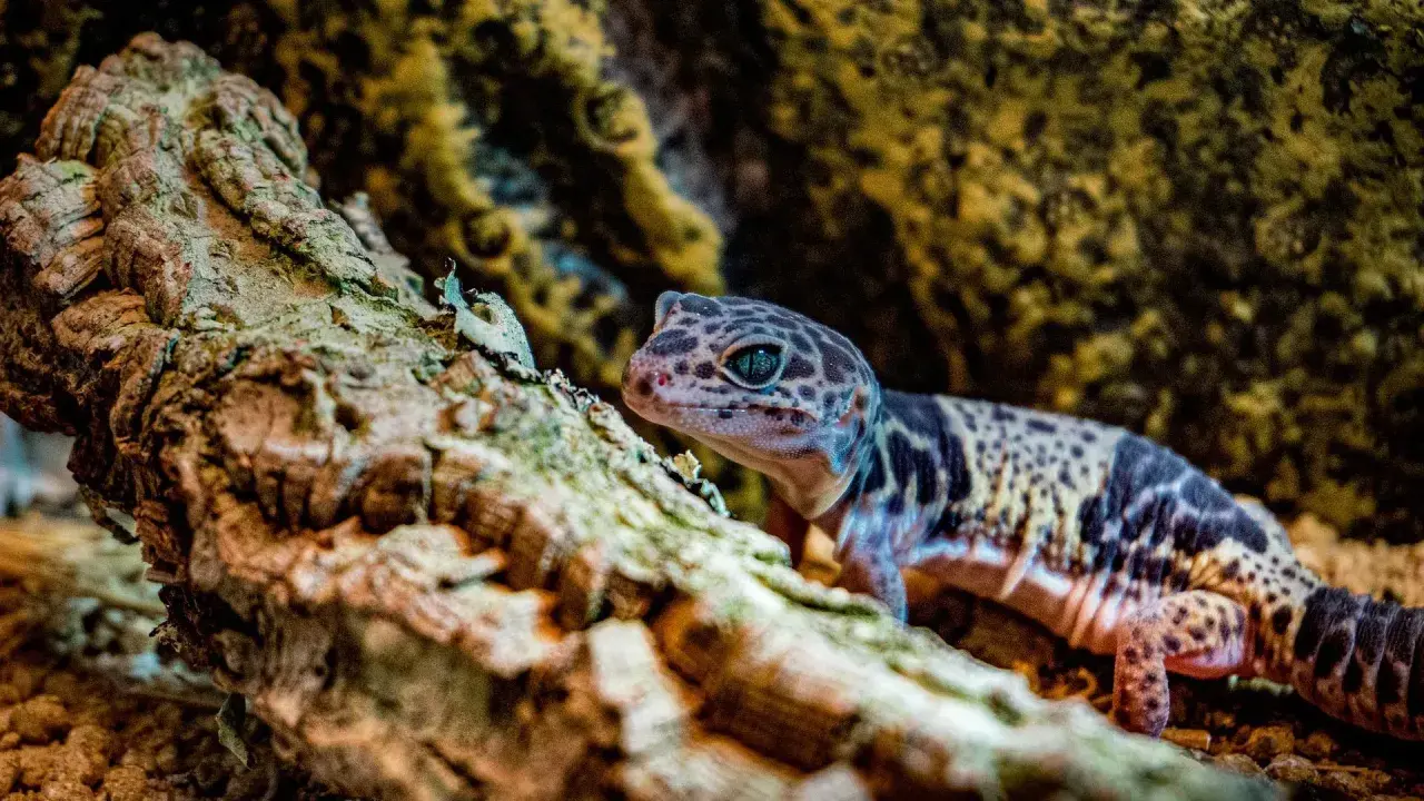 Un gecko animal de lunares, con ojos azules brillantes, se asoma desde una rama rugosa.