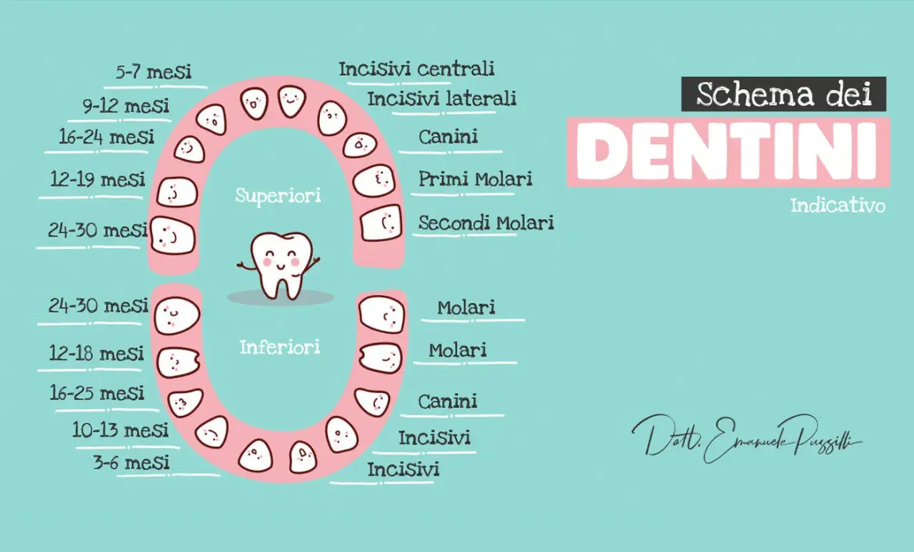 Schema dei dentini per bambini di 2 anni, con indicazioni sui tempi di eruzione dei denti da latte.