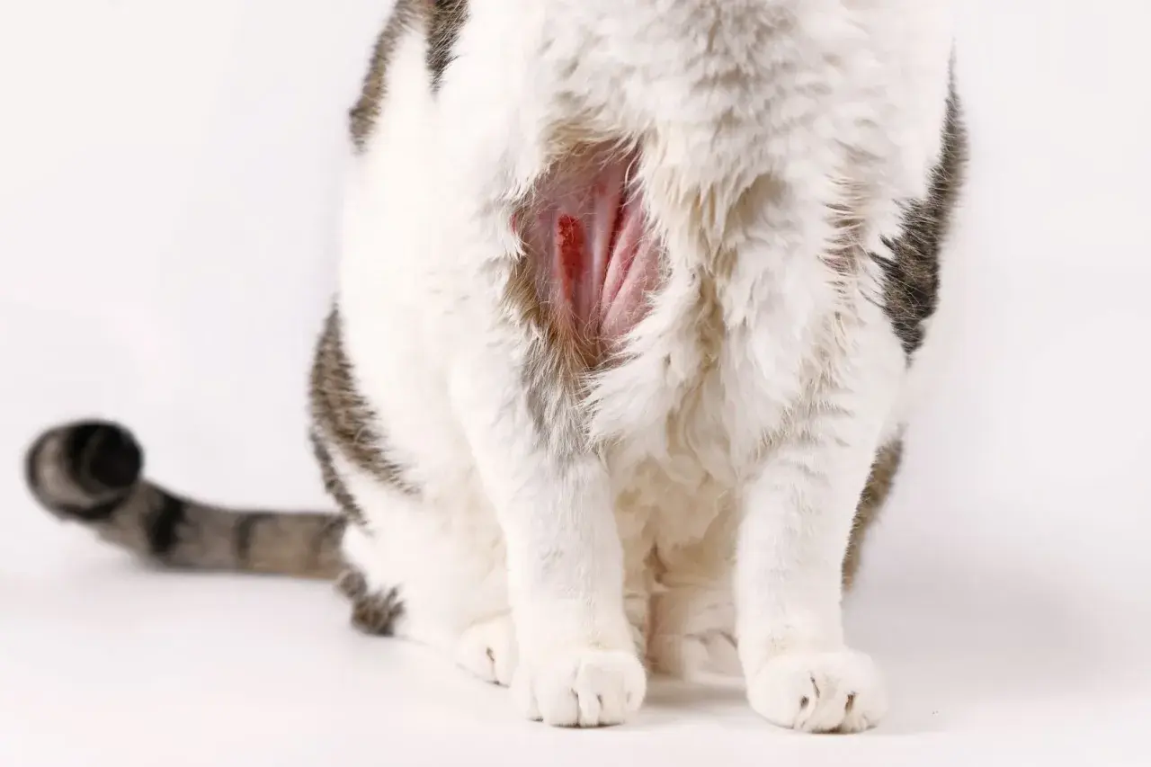 Katze kratzt sich blutig, vielleicht helfen Hausmittel. Die Haut ist gerötet und wund.