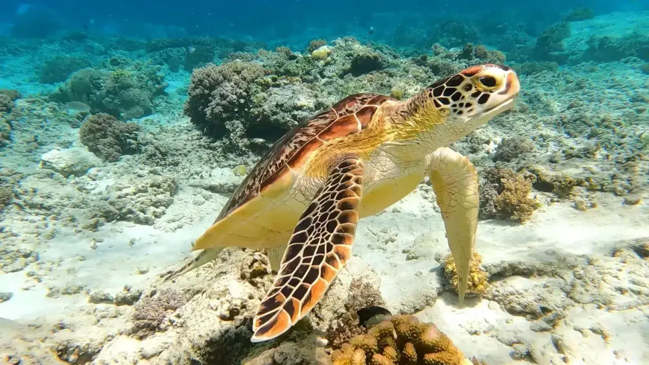 Żółw morski pływa wśród koralowców. Niezapomniane wrażenia z wycieczki do Marsa Alam.