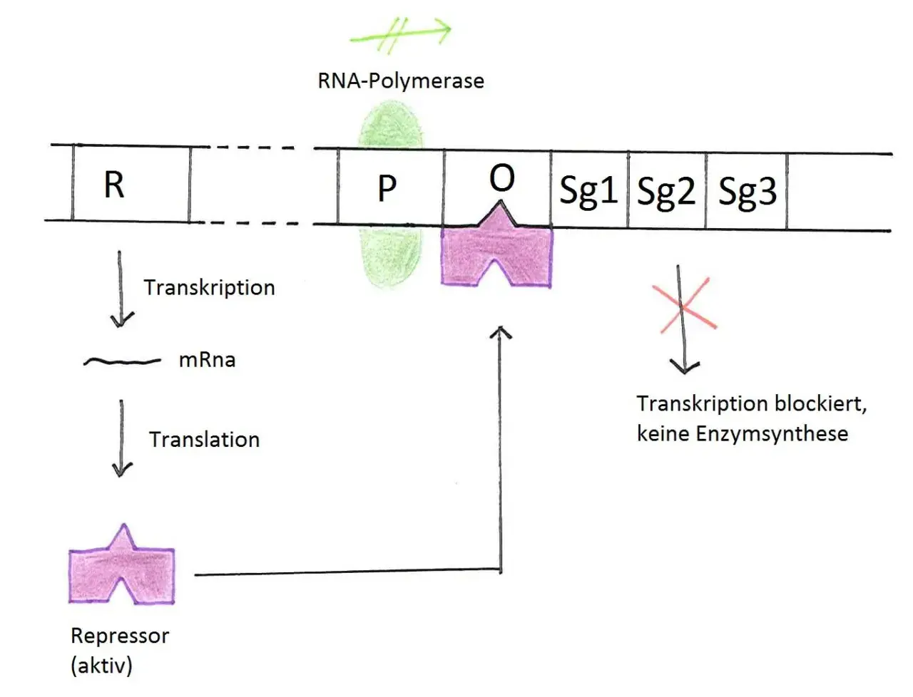 Schema zur Genregulation bei Prokaryoten: Ein aktiver Repressor bindet an den Operator (O) und blockiert die RNA-Polymerase am Promotor (P), was die Transkription der Gene (Sg1-Sg3) verhindert.