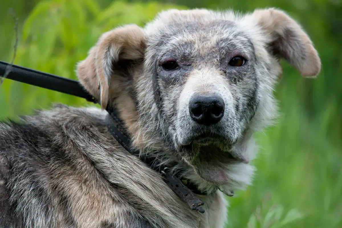 Hund mit Hautproblemen, möglicherweise durch Demodex Milben verursacht. Sein Fell ist struppig, die Haut gerötet und schuppig.