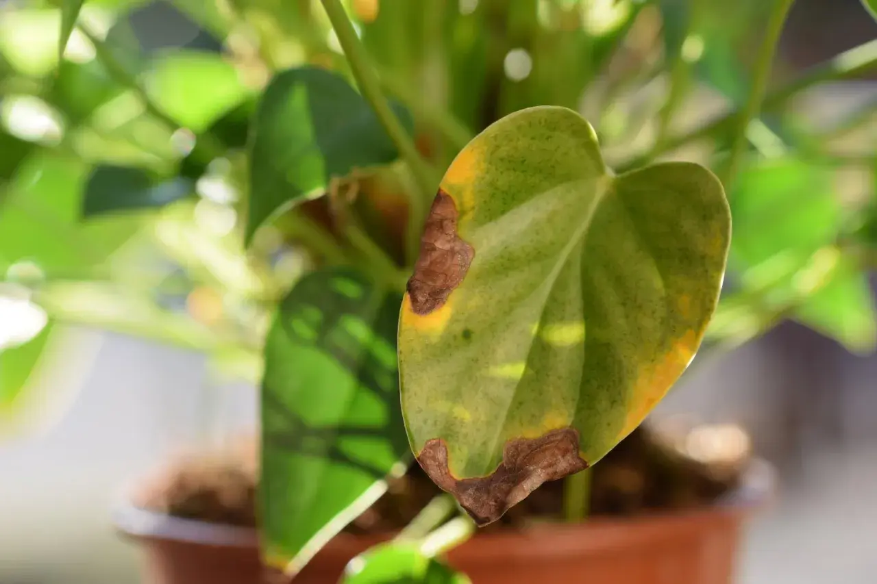 Anturium z brązowymi plamami na liściach, objawy chorób.