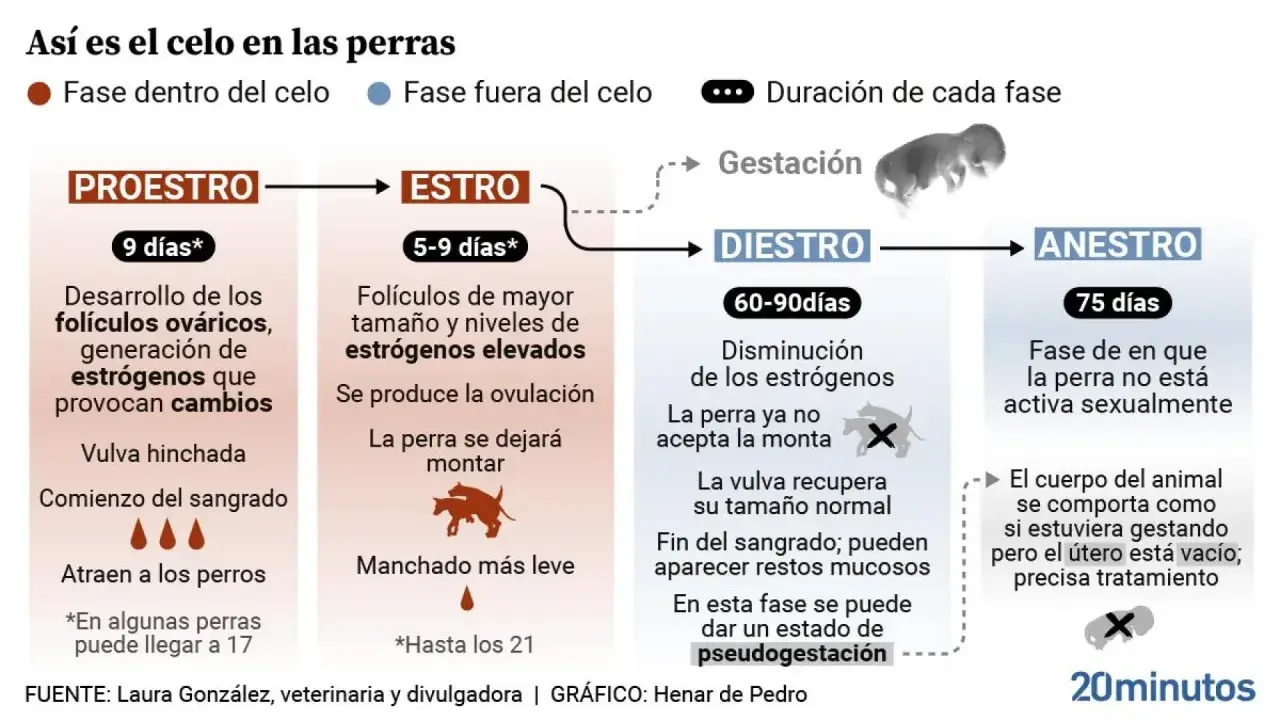El celo de una perra se divide en fases: proestro, estro, diestro y anestro. El estro, donde la perra acepta la monta, dura de 5 a 9 días.