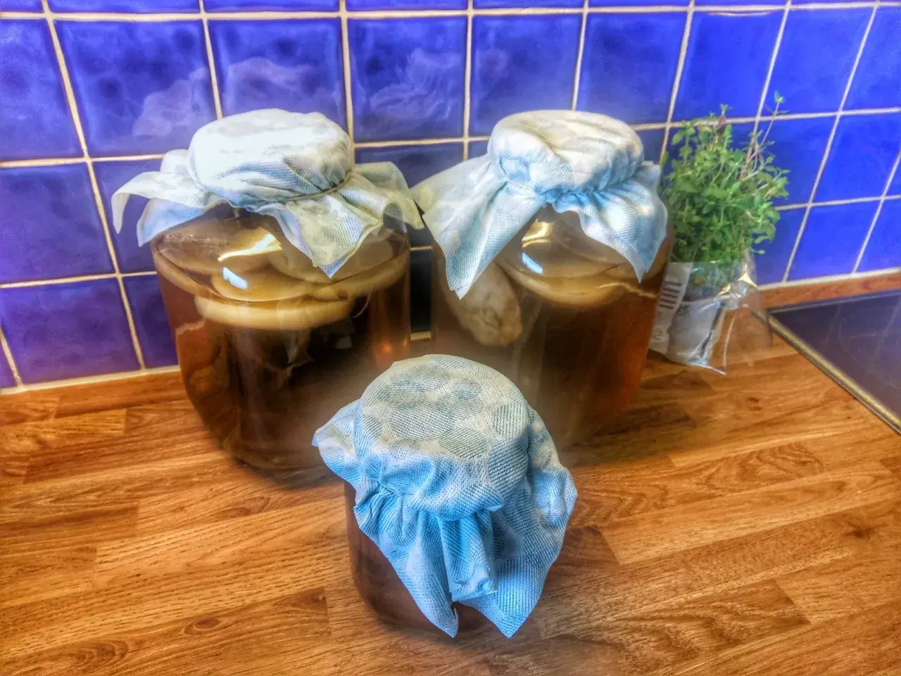 Tre burkar med kombucha på en träbänk, redo för ett nytt kombucha recept. En örtkruka står bredvid.