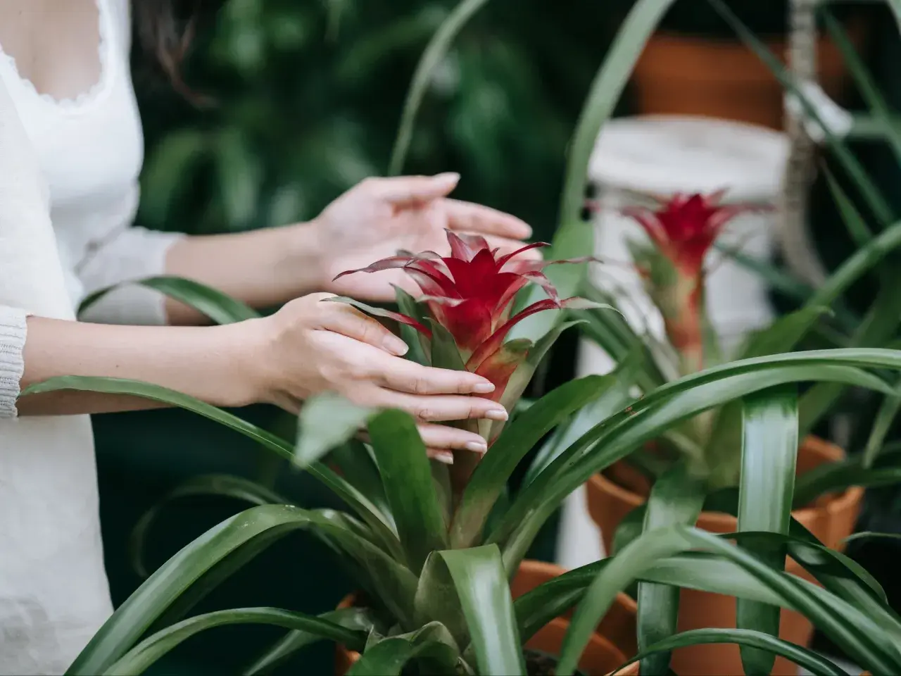 Dłonie delikatnie dotykają jaskrawoczerwonego kwiatu guzmania, otoczonego przez bujne, zielone liście.