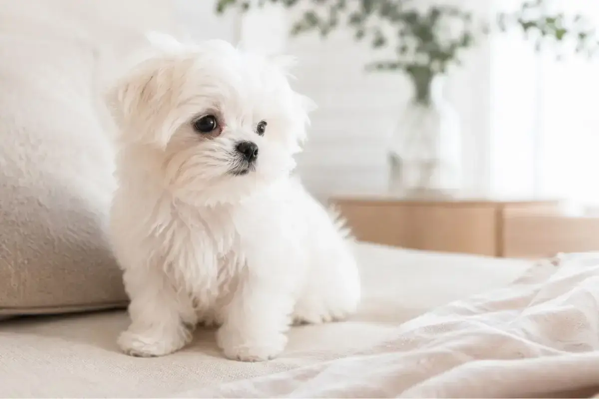 Adorable cachorro de raza de perro bichón maltés, con su pelaje blanco y esponjoso, sentado en una cama.