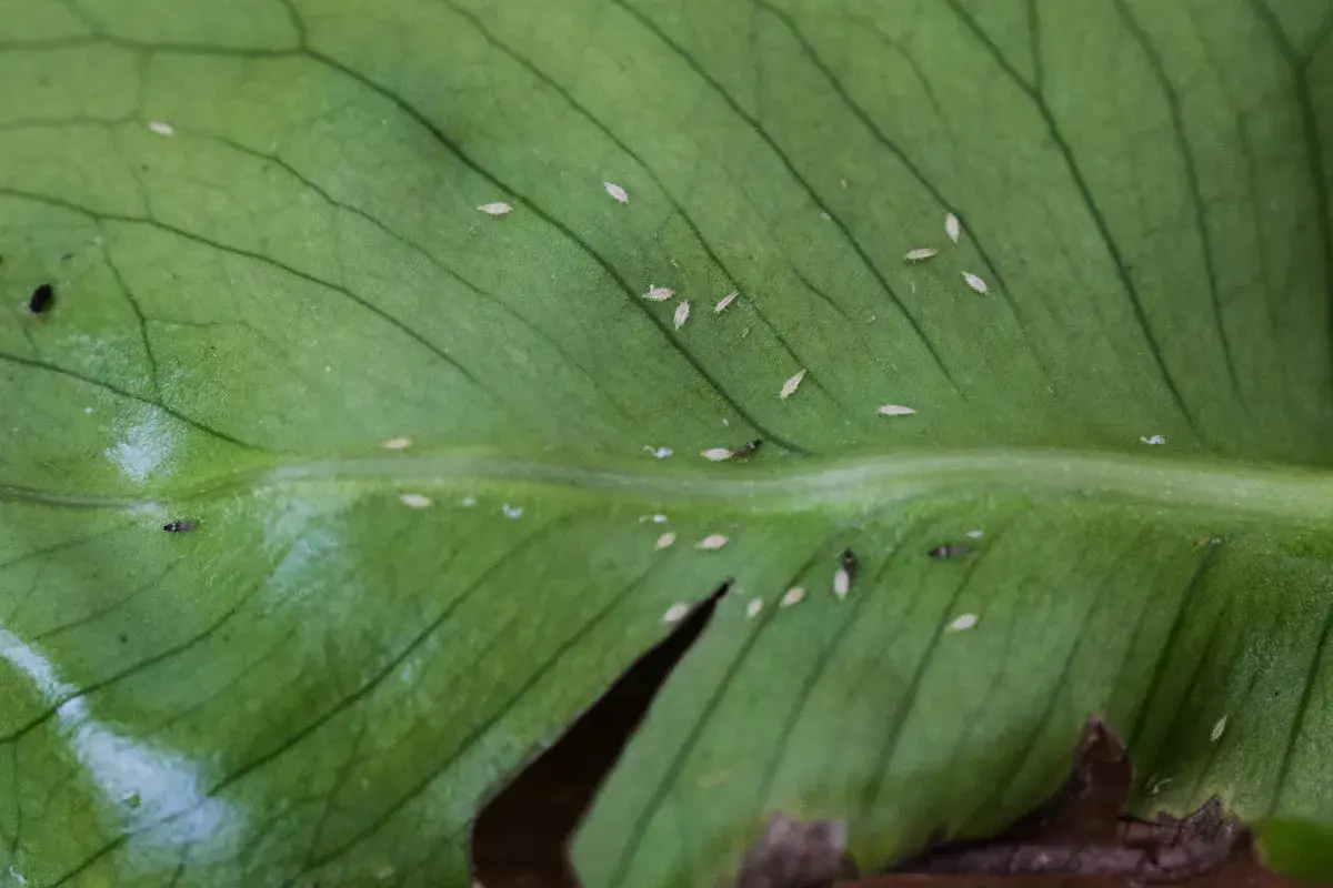 Kleine, helle Insekten auf einem grünen Blatt – so kann man Spinnmilben erkennen. Sie saugen den Saft der Pflanze.