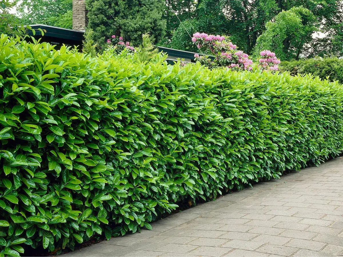 Eine dichte, gemischte Hecke mit Kirschlorbeer säumt einen gepflasterten Weg. Im Hintergrund blühen Rhododendren.