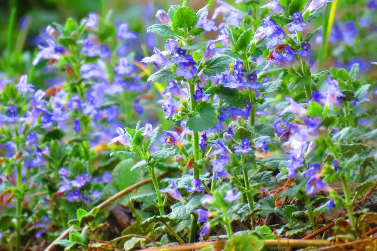 Ein Feld voller zarter, blauer Blüten der Gundermann Pflanze im Frühling.