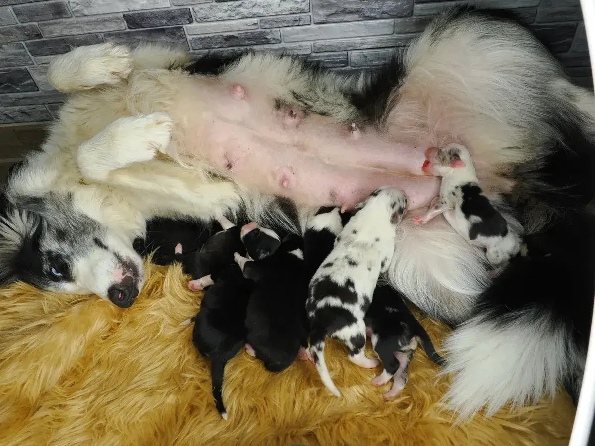 Ein Border Aussie Mix Welpen-Wurf trinkt bei seiner Mutter.