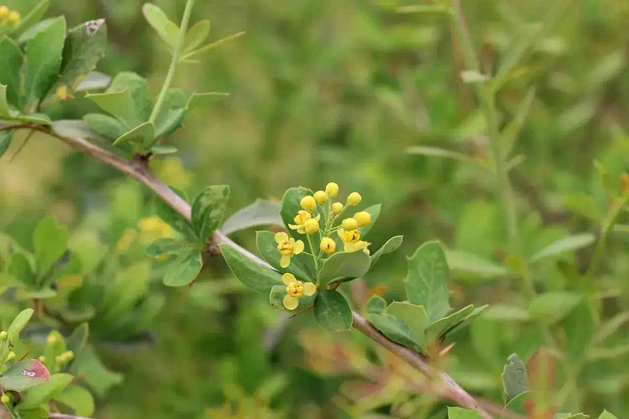 Ramo di berberis con piccoli fiori gialli. La berberina, estratta da questa pianta, è nota per i suoi benefici sul colesterolo.