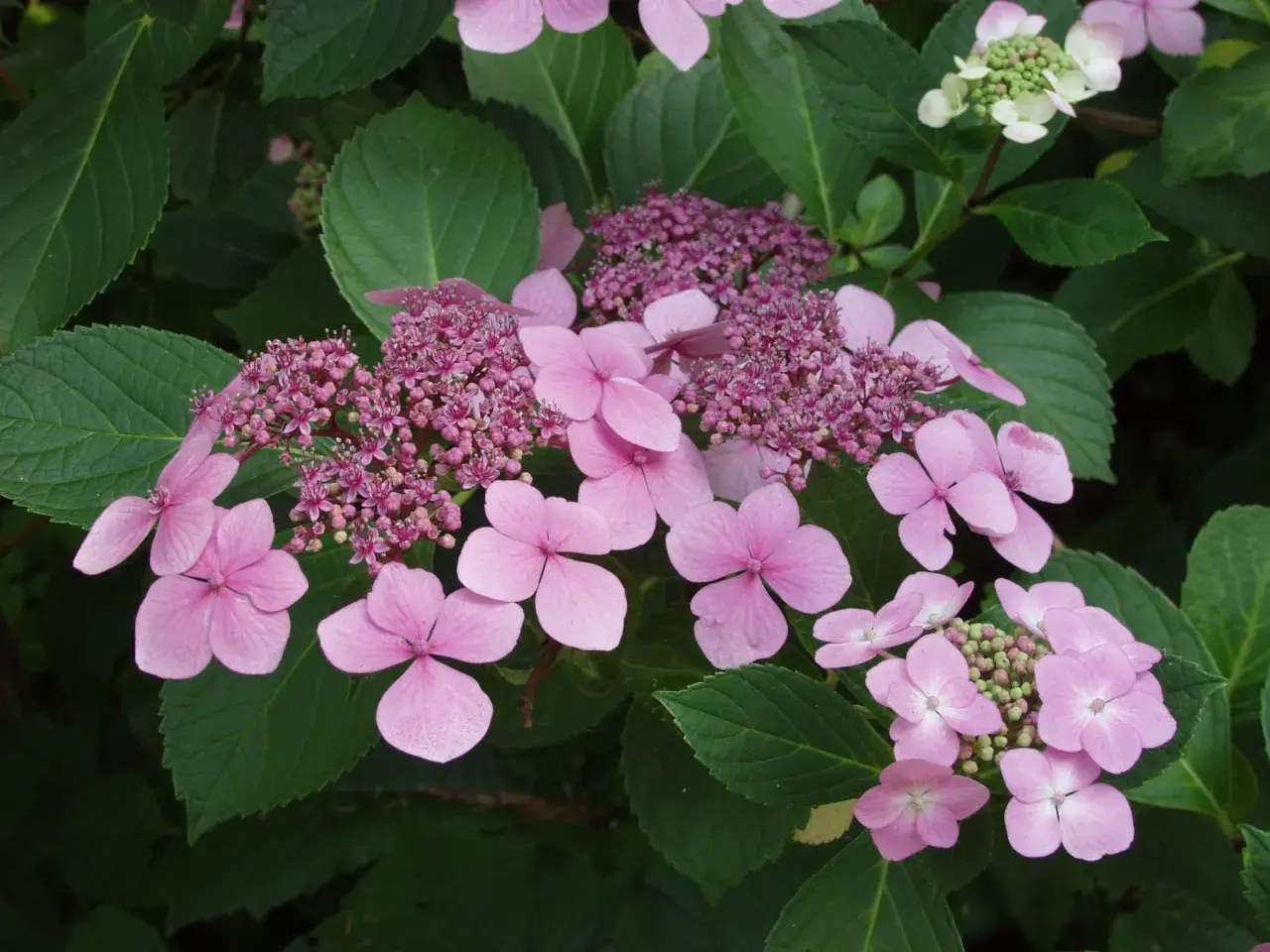 Zarte rosa Hortensienblüten mit grünen Blättern. So sehen Hortensien aus: eine Symphonie aus Blütenblättern und Knospen.