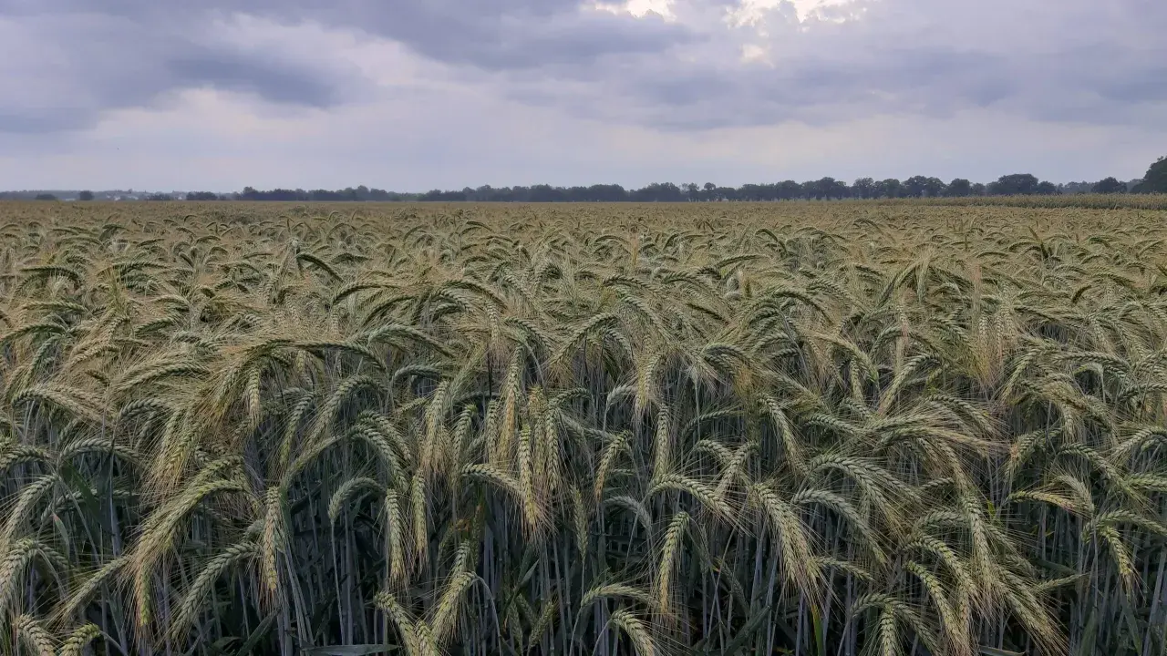 Pszenżyto Meloman: Jak plonować na słabych i zakwaszonych glebach?