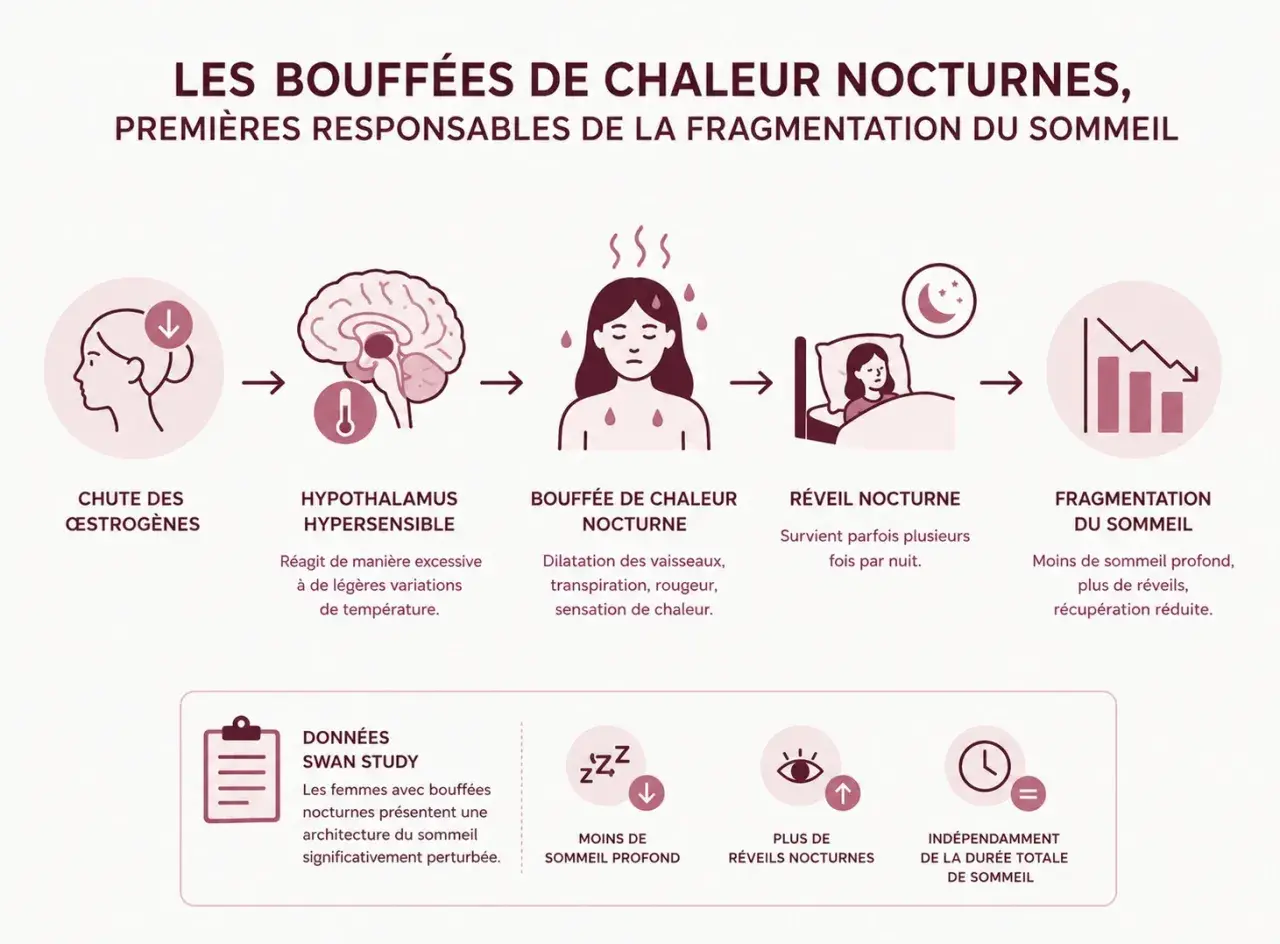 Chute d'œstrogènes, hypothalamus hypersensible, bouffées de chaleur nocturnes, réveils fréquents, fragmentation du sommeil. La fatigue liée à la ménopause est expliquée.