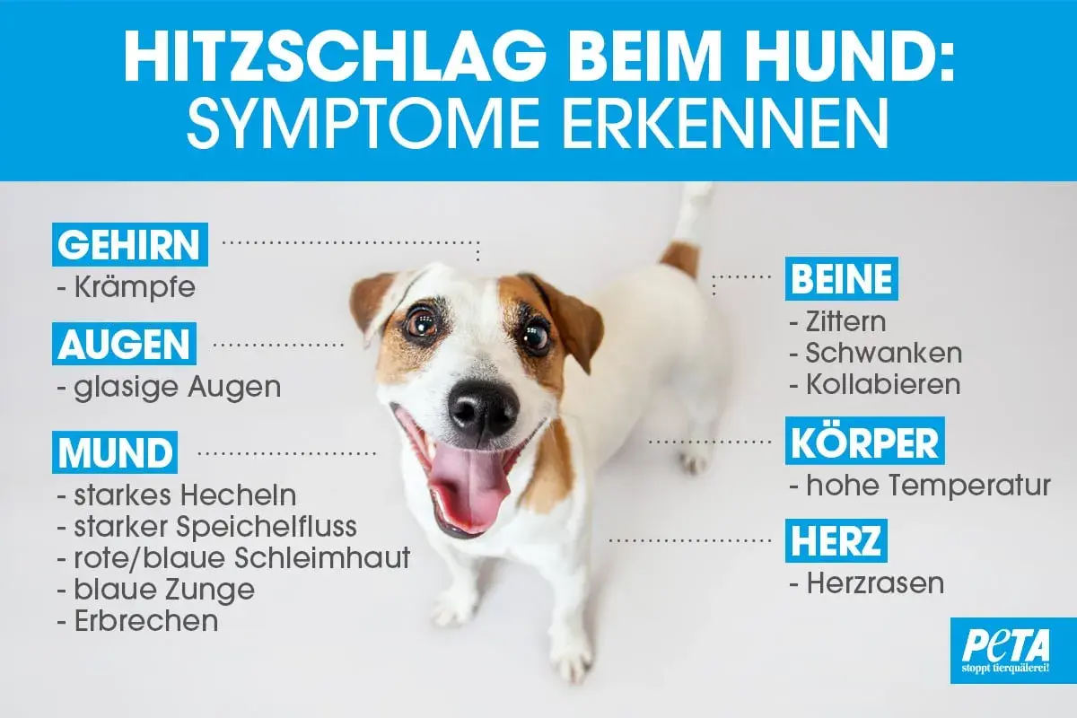 Ein Hund zu warm? Symptome erkennen: Krämpfe, glasige Augen, starkes Hecheln, Zittern, hohe Temperatur, Herzrasen. PETA warnt vor Hitzschlag.