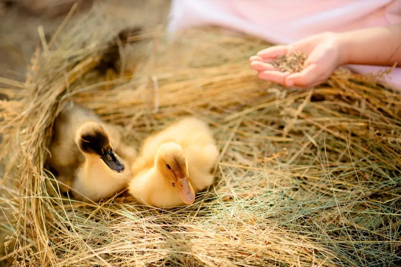 Zwei süße Küken im Heu, eine Hand bietet ihnen Körner an. So lernen sie, was fressen wildenten.