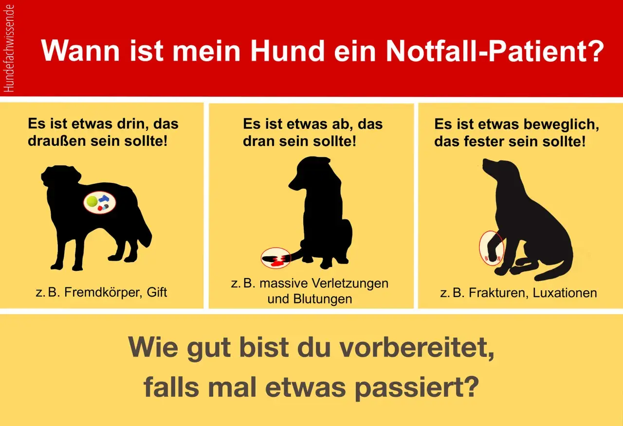 Hund mit dicken Backen, der etwas verschluckt hat. Daneben Hunde mit Verletzungen und Frakturen.
