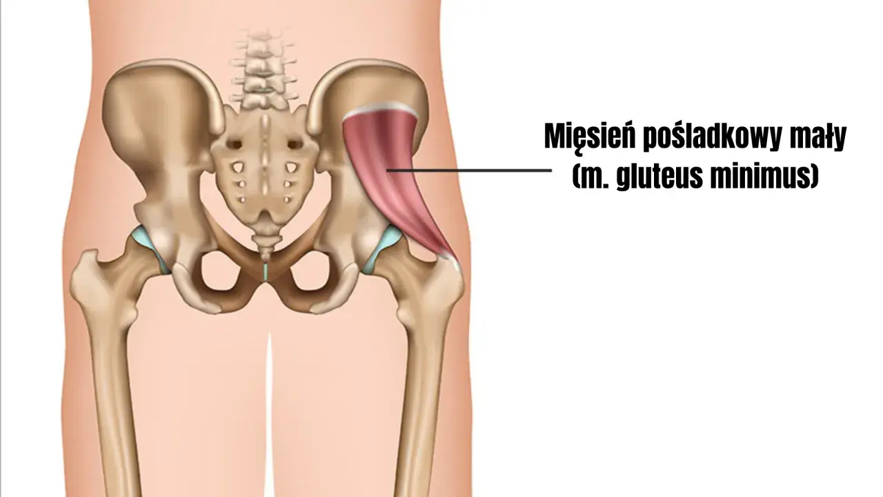 Anatomia miednicy z zaznaczonym mięśniem pośladkowym małym (m. gluteus minimus), kluczowym dla stabilizacji biodra.