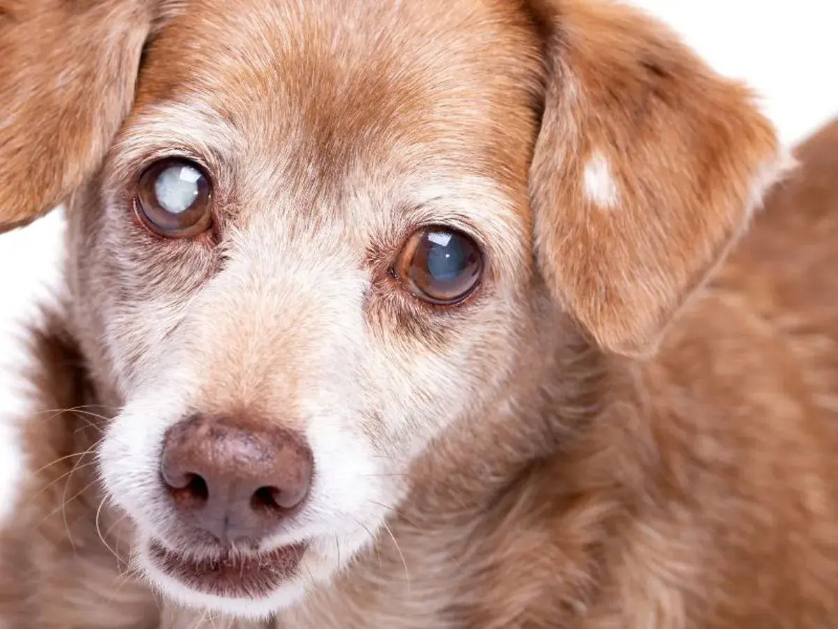 Ein älterer Hund mit grauem Star im Auge blickt sanft in die Kamera.