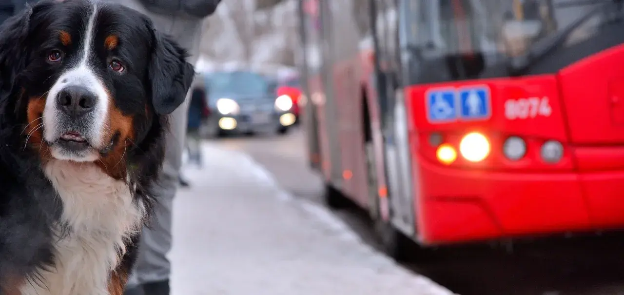 Ein Berner Sennenhund wartet geduldig am Straßenrand, während ein roter Bus vorbeifährt. Vielleicht sind diese Hunde im Bus unterwegs zu einem Abenteuer.